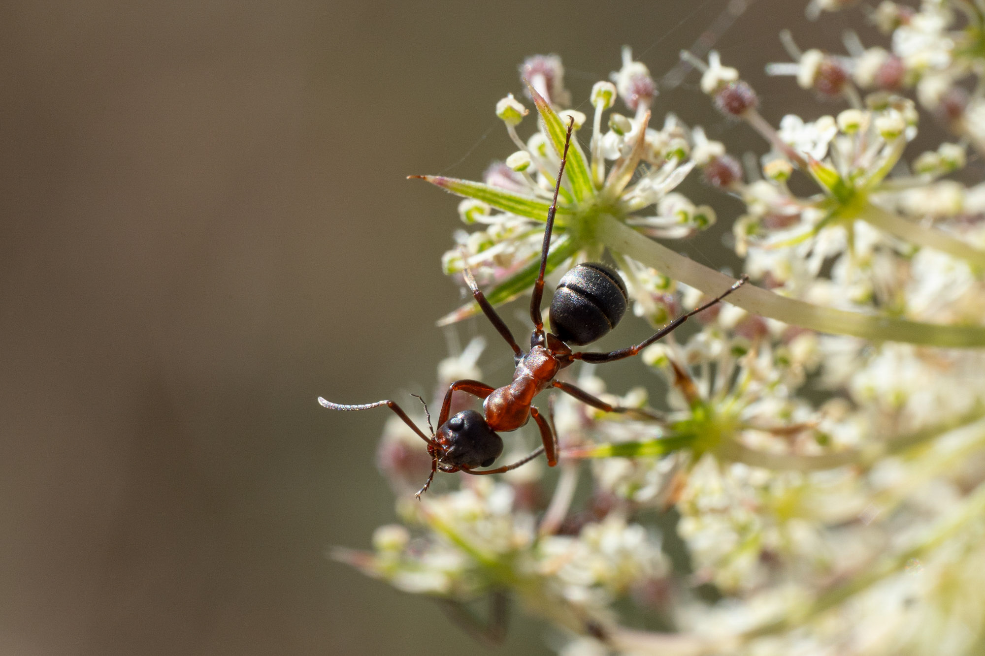 Formica clara